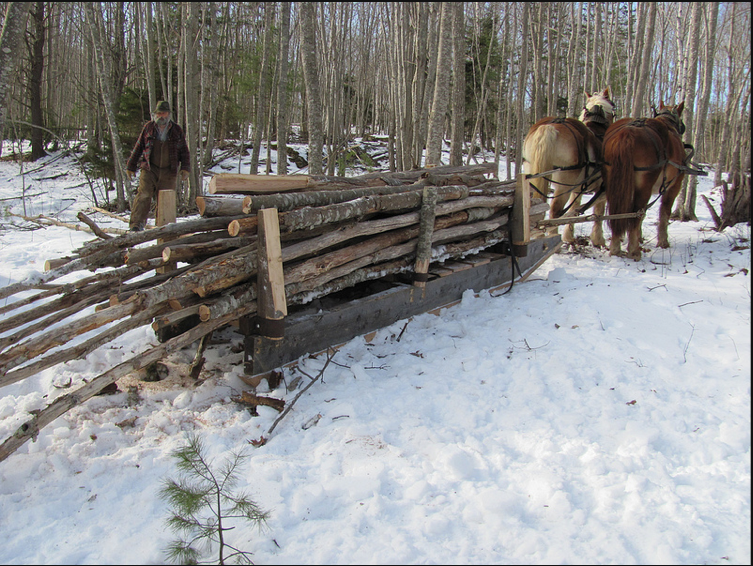 Draft Horse Loggin Scoot (sled) Farm Hack